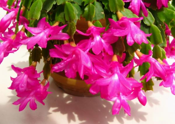養蟹爪蘭,怎麼催花?沒有磷酸二氫鉀就用它,1個月1次 養蟹爪蘭,怎麼催花?沒有磷酸二氫鉀就用它,1個月1次