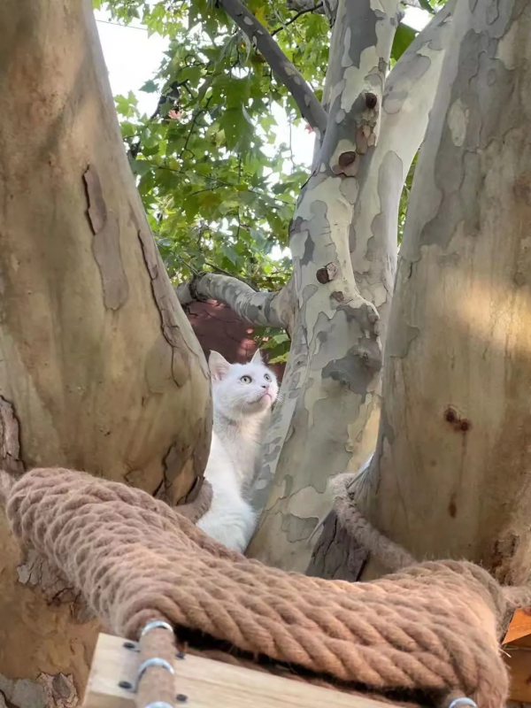 小嶽嶽：你知道我為了紅有多努力嗎？