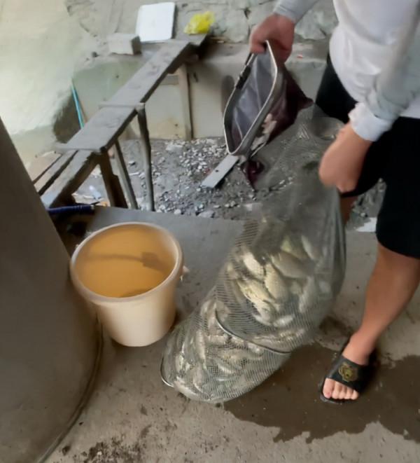 上海一河道鯽魚大暴走，一天輕鬆釣上十幾斤，有人拄著柺杖來釣魚