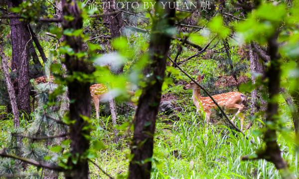 山東海島驚現野生鹿群,數量從7頭增長到200多頭,尋鹿之旅很過癮 山東海島驚現野生鹿群,數量從7頭增長到200多頭,尋鹿之旅很過癮