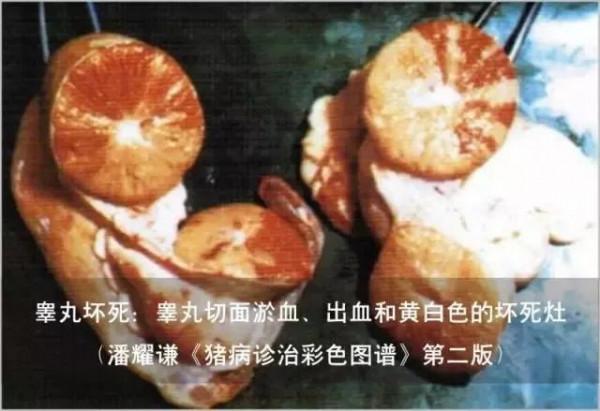 乙腦對各個時期豬的危害