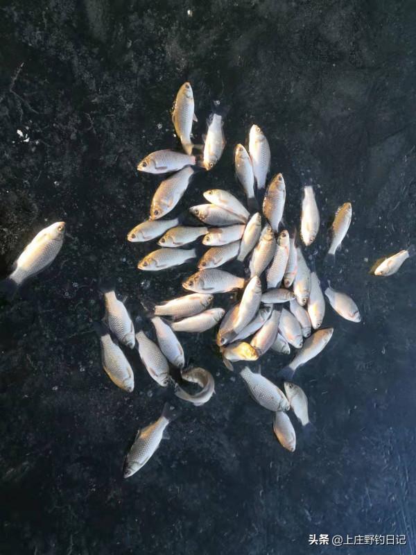 釣魚日記——2022年1月3日（冰釣）