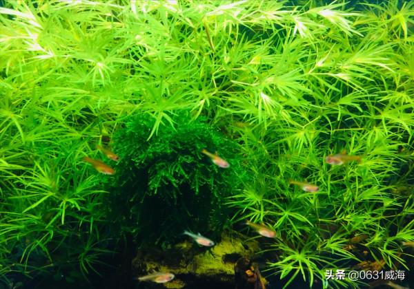新手養魚自己認為的好東西未必是好東西,放入魚缸也會出大問題 新手養魚自己認為的好東西未必是好東西,放入魚缸也會出大問題