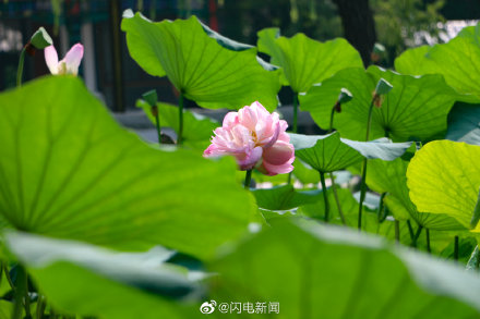 大明湖第二朵並蒂蓮嬌豔綻放 大明湖第二朵並蒂蓮嬌豔綻放