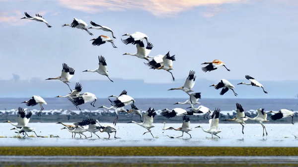 官宣清零！出遊有望！搭上12月末班車，去看看古楓成林的浪漫秋色