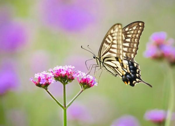 【FENG娛】速看!世界花卉大觀園裡有什麼?細數那些藏不住的精彩! 【FENG娛】速看!世界花卉大觀園裡有什麼?細數那些藏不住的精彩!