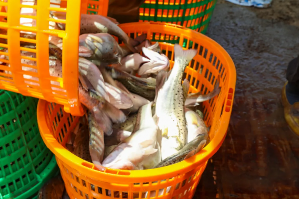 一年產值超3億元！這條魚讓村民住別墅開豪車，成養魚億元村