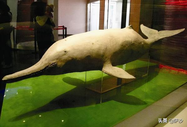 中國存在哪些全球獨有的大型動物?2006年12月13日中國白鰭豚滅絕 中國存在哪些全球獨有的大型動物?2006年12月13日中國白鰭豚滅絕