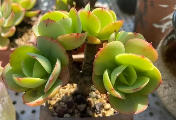 一年一度曬秋時,一年一度曬肉時 一年一度曬秋時,一年一度曬肉時