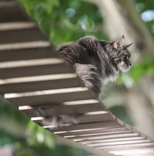 毛森森小朋友的職業規劃 毛森森小朋友的職業規劃