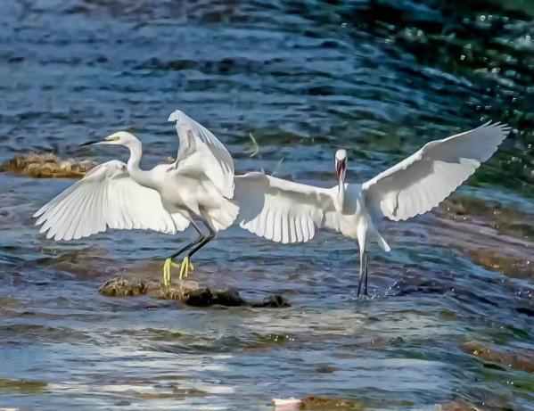 這畫面美翻了！北京門頭溝“白色精靈”起舞如仙子