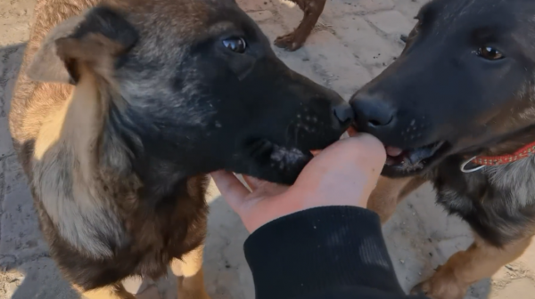 黑龍江:媽媽沒了,三隻小狗將被賣,狗狗們相互依偎:我們不分開 黑龍江:媽媽沒了,三隻小狗將被賣,狗狗們相互依偎:我們不分開