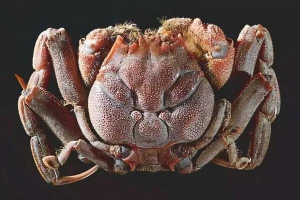 從五種動物身上可以看到神似人臉的圖案，感嘆大自然的神奇