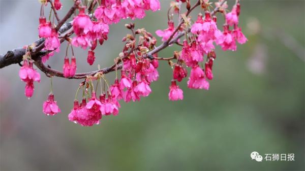 鳥語花香醉遊人，石獅春光藏不住