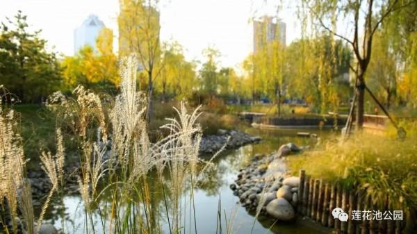 【FENG景】創森動態 | 蓮花池公園多彩的秋天