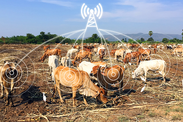 物聯網解決方案：牛聯網
