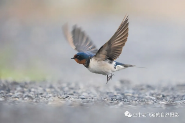 一劍封喉——新機OM-1拍鳥深度測評
