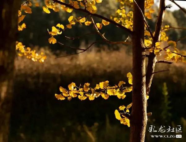 冬日呈貢暖,銀杏換金裝 冬日呈貢暖,銀杏換金裝