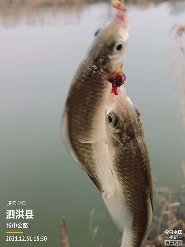首次體驗冰窟釣魚，收竿時魚口還是那麼暴躁