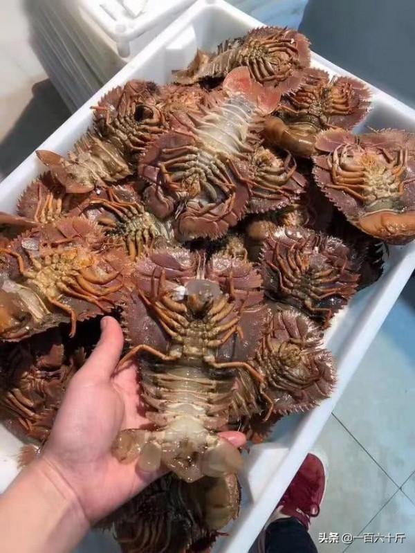 誤認為是“龍蝦”,花250塊,買3斤回家,煮完一吃“驚喜滿滿” 誤認為是“龍蝦”,花250塊,買3斤回家,煮完一吃“驚喜滿滿”