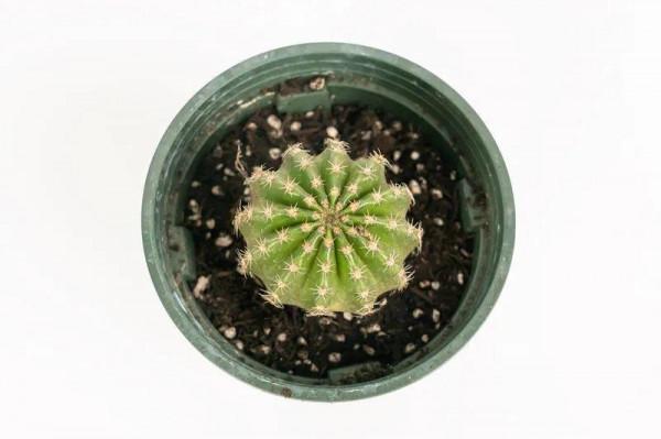 鮮豔多彩的彩草仙人球,開花特驚豔,像荷花一樣美 鮮豔多彩的彩草仙人球,開花特驚豔,像荷花一樣美