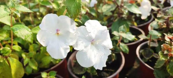 1種花特耐陰,開花像是小喇叭,花量巨大 1種花特耐陰,開花像是小喇叭,花量巨大