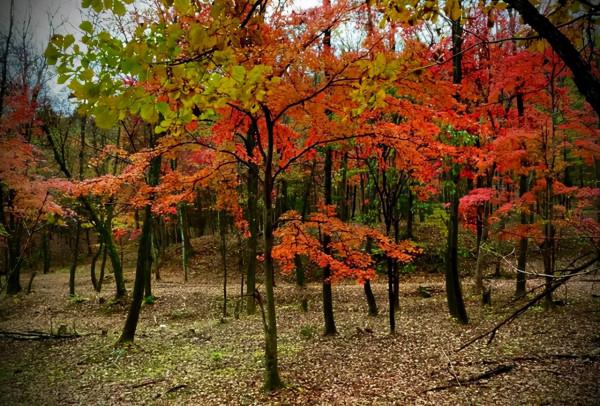 吉林記憶：一盤麻辣豆腐開啟餐飲文化，簡單飯菜卻是最深刻的印象