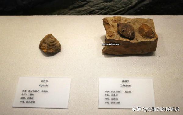 貴州地質博物館內的那些珍惜礦石（化石）、寶石你最喜歡那一塊？