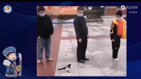 靈鵲抗疫不缺席