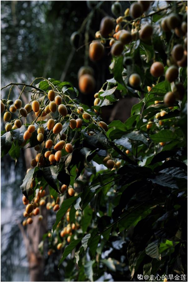 南方常見的黃皮果,妥妥的“黃水晶”,咬一口直流口水 南方常見的黃皮果,妥妥的“黃水晶”,咬一口直流口水