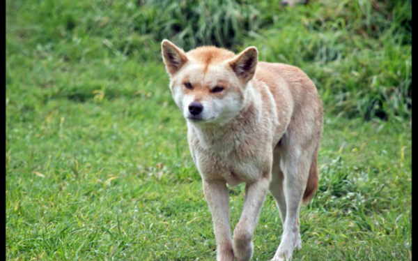 &OpenCurlyDoubleQuote;大黃&rdquo;在澳洲氾濫，上捕袋鼠下偷綿羊，還混成保護動物，憑啥？