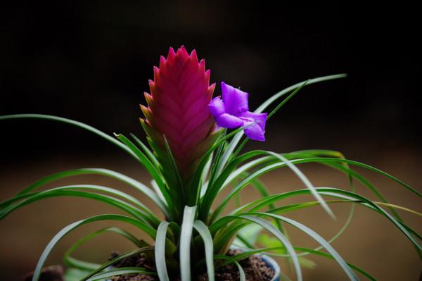 家裡光照不足花難養,看看這10種花,不用光照也能長得旺 家裡光照不足花難養,看看這10種花,不用光照也能長得旺