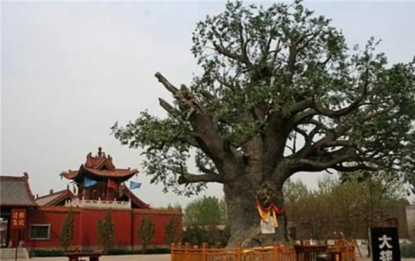 問我祖籍在何處，山西洪桐大槐樹