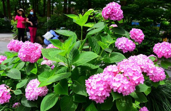 繡球花開花過後，做好4點，來年又會開成大花球