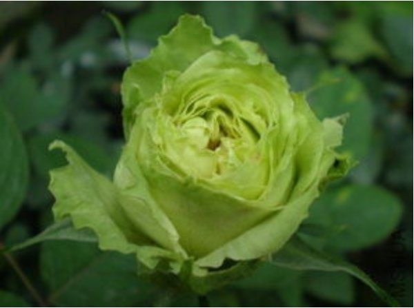 「綠花」 綠葉常見綠花不常見，這些你都見過嗎？花與葉爭豔