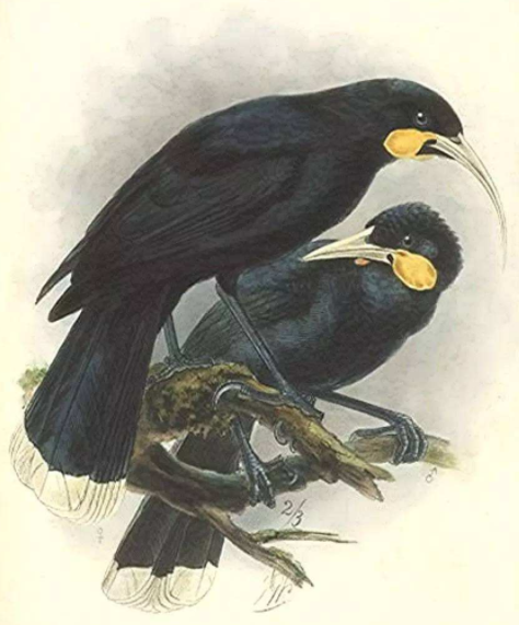 兩種消失在人類&OpenCurlyDoubleQuote;獵槍&rdquo;下的鳥類，新不列顛紫水雞與兼嘴垂耳鴉