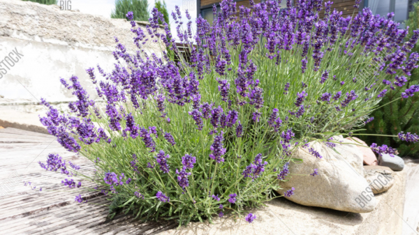 2022年最流行長春花藍,你的花園要緊追潮流嗎?看看這6種植物吧 2022年最流行長春花藍,你的花園要緊追潮流嗎?看看這6種植物吧