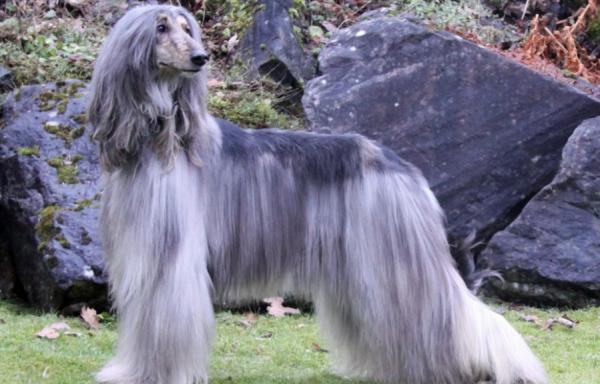 這幾種狗，人稱“會呼吸的人民幣”，非土豪養不起