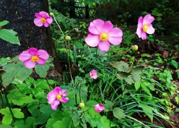 “27種”耐寒的花，好養不怕冷，低溫也能開花