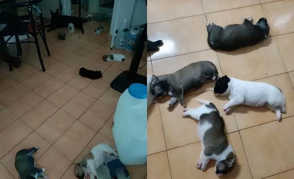 收留狗媽，“一晚送8寶寶”，8小時後客廳躺滿