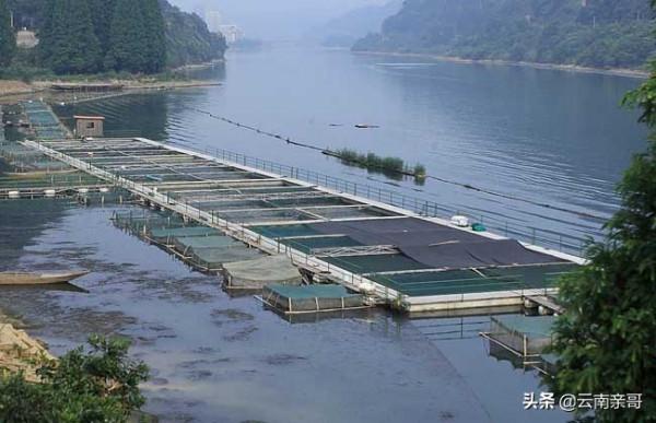 現代的工業化養魚 現代的工業化養魚