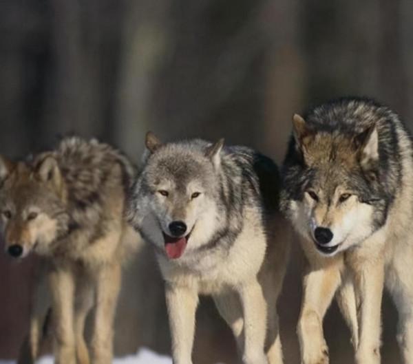 老虎如果從地球消失，會帶來什麼後果？新疆虎給的教訓不能忘記