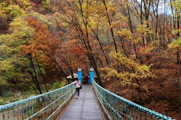 遼寧清原筐子溝楓葉正紅