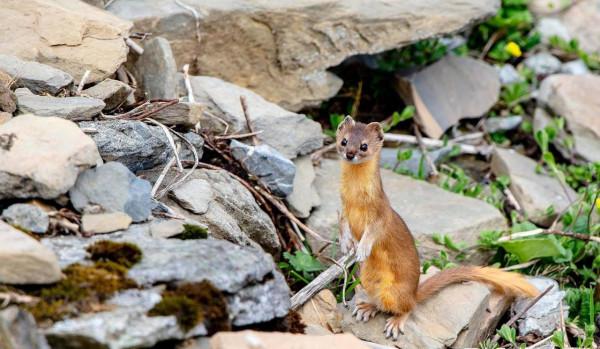 高原鼠兔氾濫是好事？不冬眠不遷徙，青藏高原生態平衡全靠它