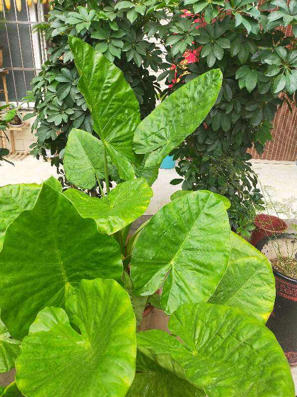 愛養花的男人才不“娘”，實則溫柔又細心，遇到了可別錯過