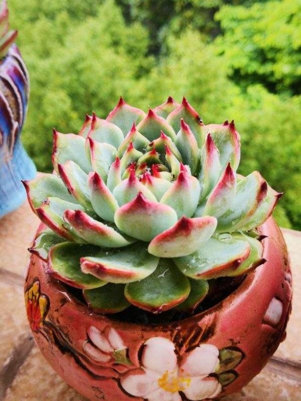 別隻會澆水了!不瞭解自己的多肉,難怪連多肉都養不好 別隻會澆水了!不瞭解自己的多肉,難怪連多肉都養不好