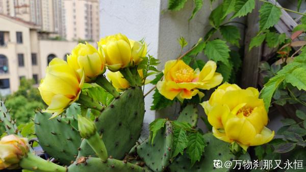 4種花天生“窮命”，環境越差長得越好，十分好養