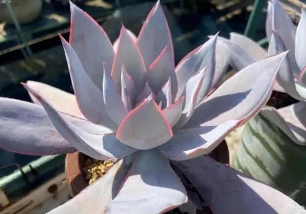 一年一度曬秋時,一年一度曬肉時 一年一度曬秋時,一年一度曬肉時