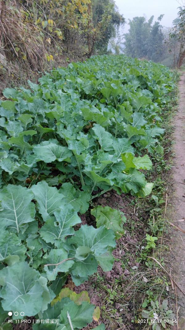 開杆即中目標大板鯽，誰料世事難如願