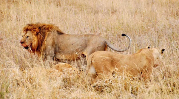 賽倫蓋蒂草原的王者，非洲獅